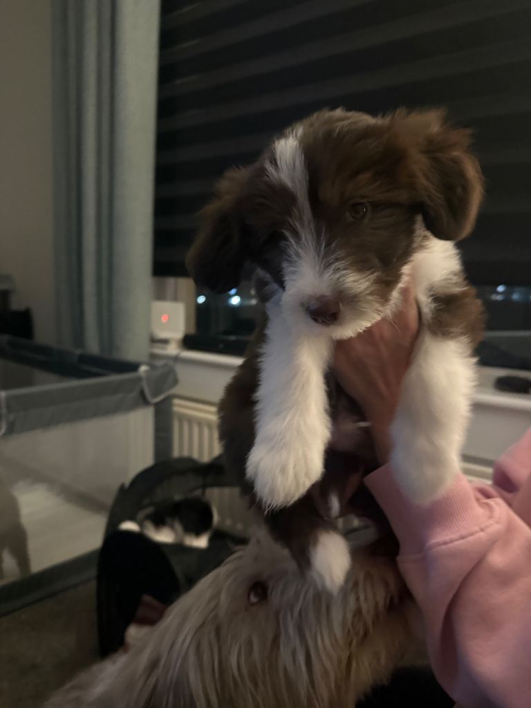Brown Bearded Collie Pup