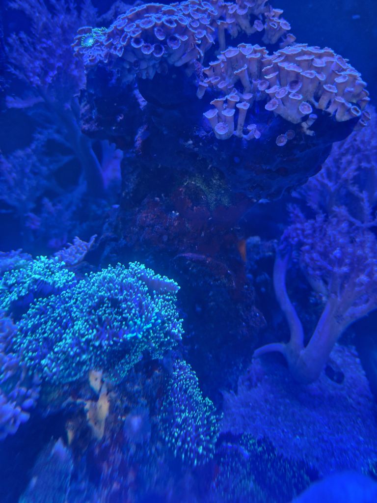 Green fuzzy mushrooms