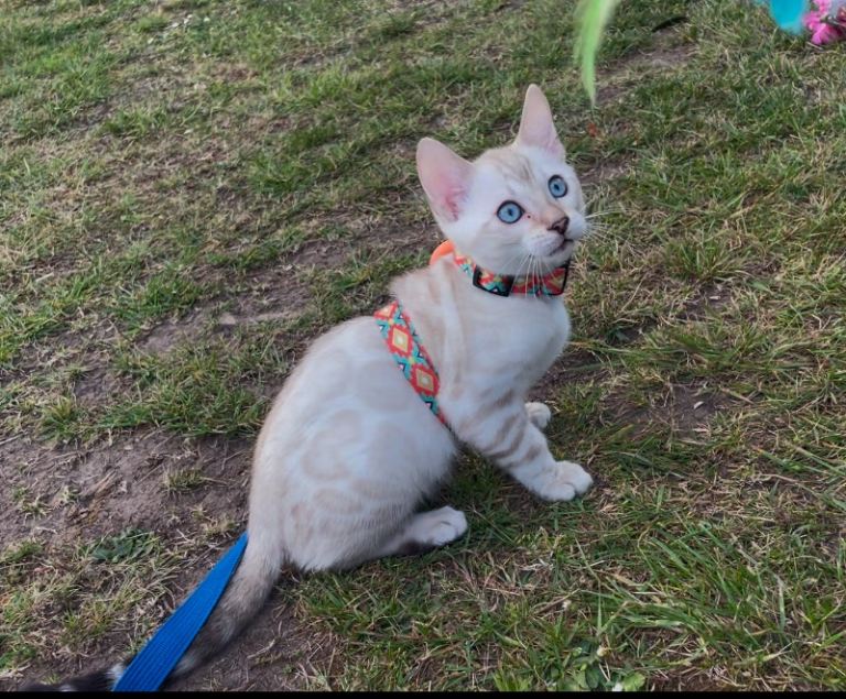 🔥🏆Pedigree Tica Active Luxury Pet Bengal Girl🔥🏆