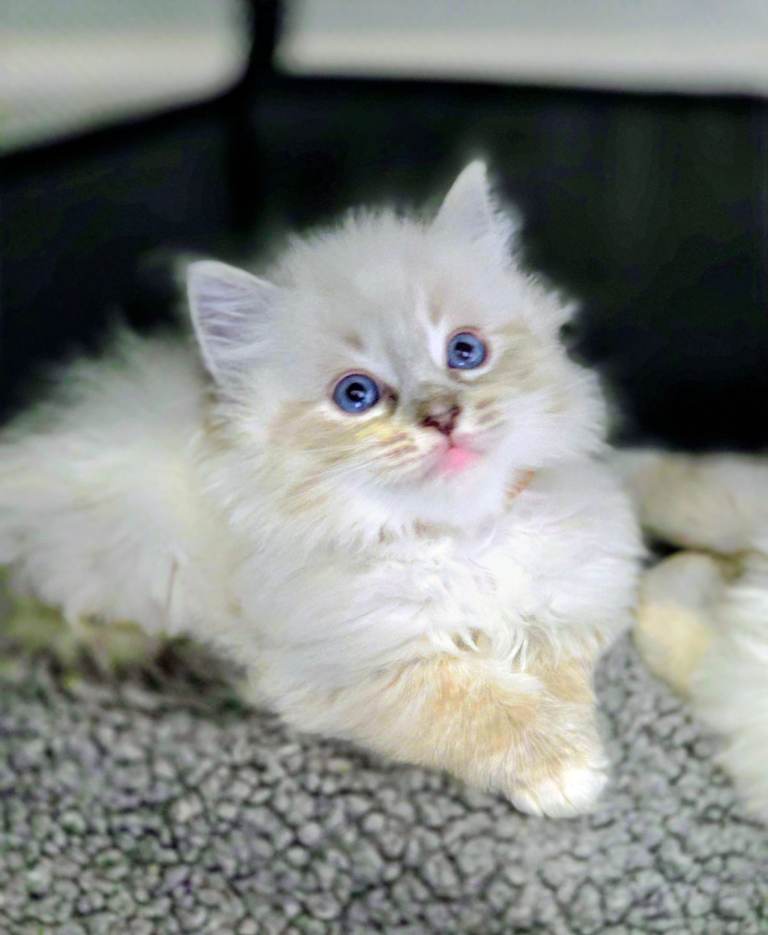  Beautiful Ragdoll Kittens Ready from the week commencing 6th July
