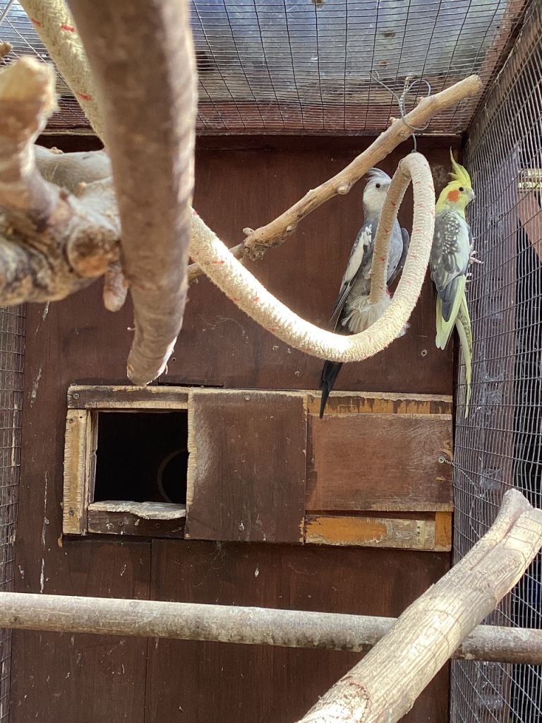 Aviary cockatiels 