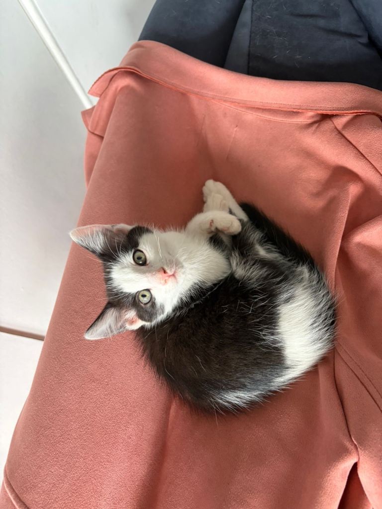 Male, 10 week old kitten