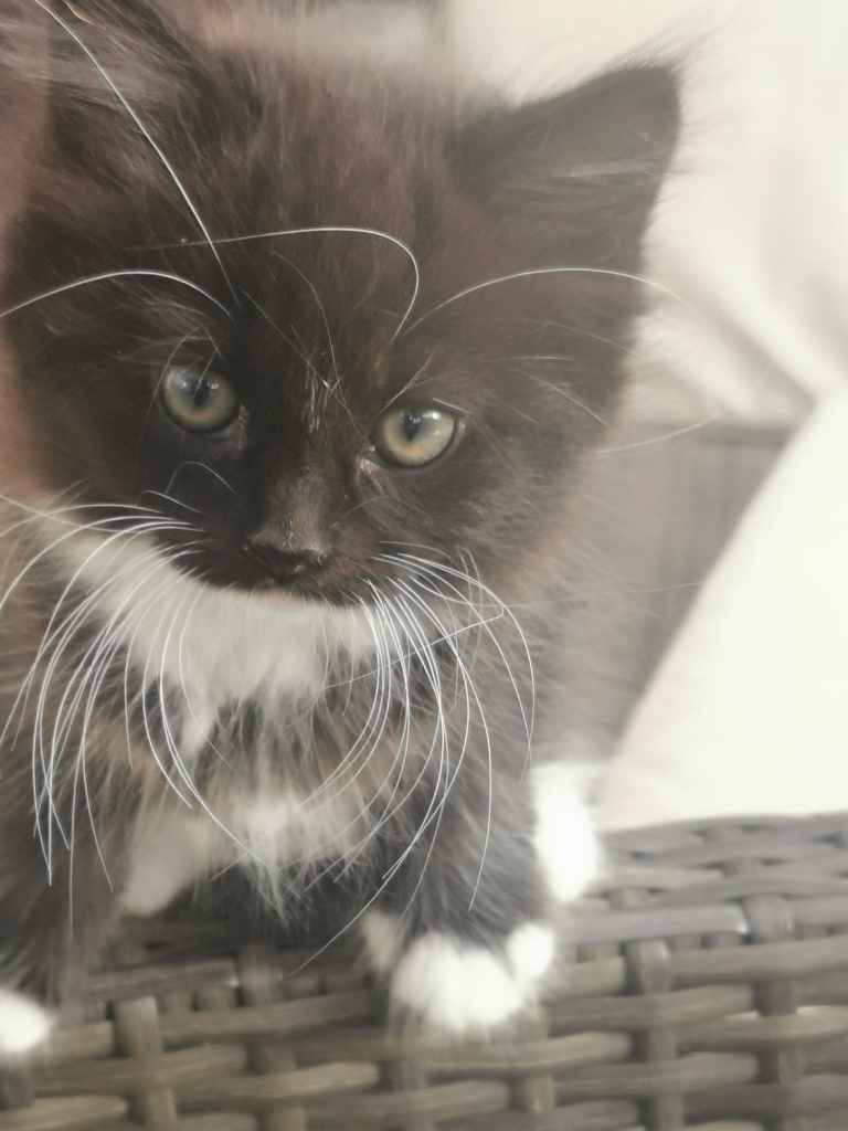 Cute fluffy kittens looking for a new home