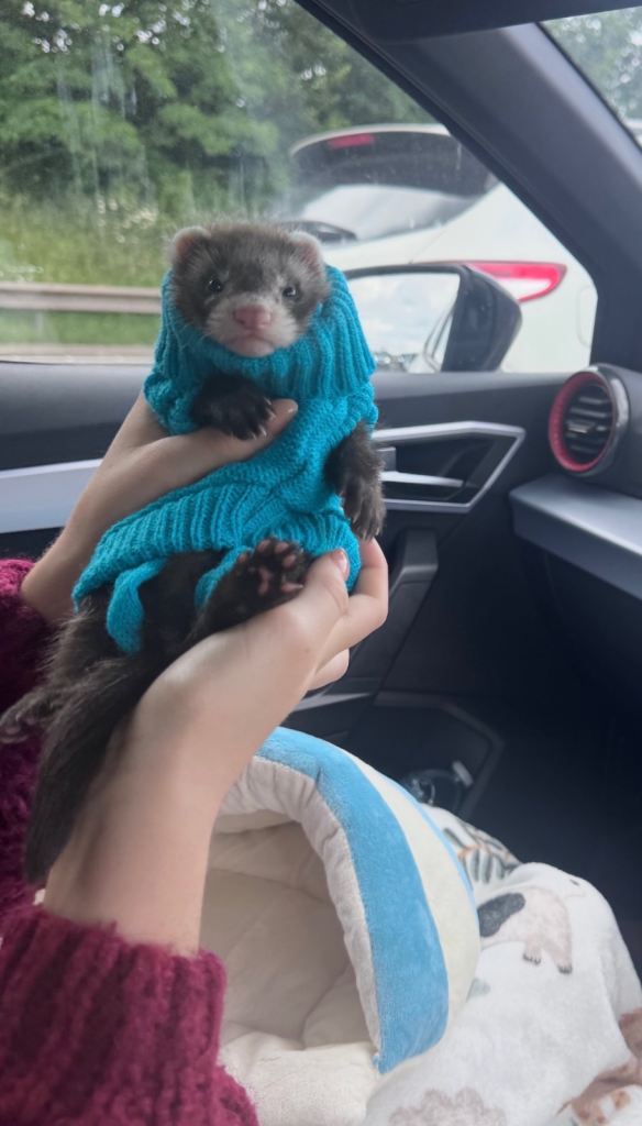 Ferret hob re homing, 8 weeks old 🩵