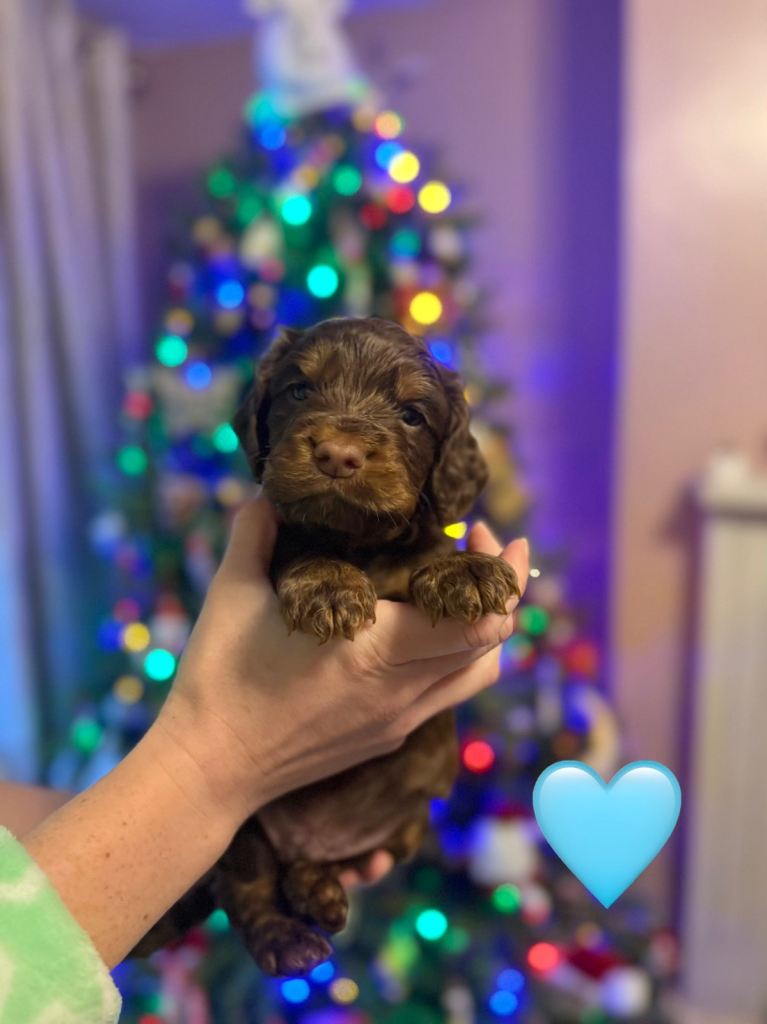 ✨ Chocolate & Tan Cocker Spaniel Puppies ✨