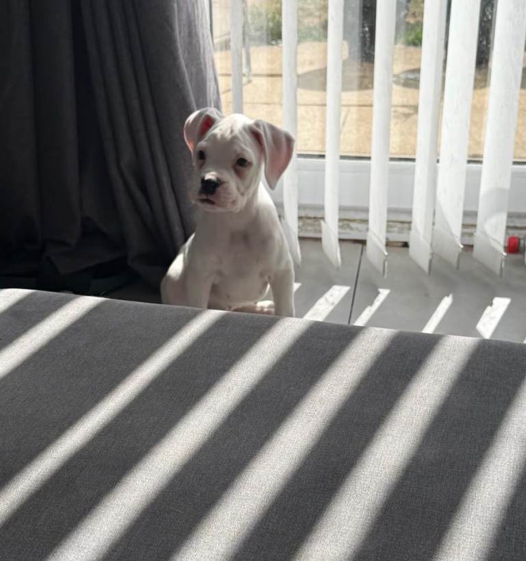 Boxer puppies ** Ready to leave now **