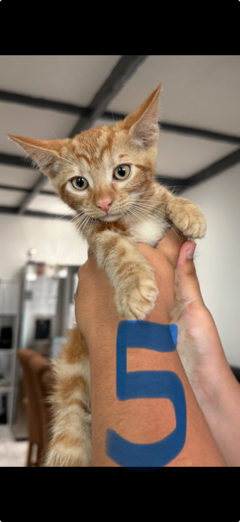 Baby Kittens - 3 Months