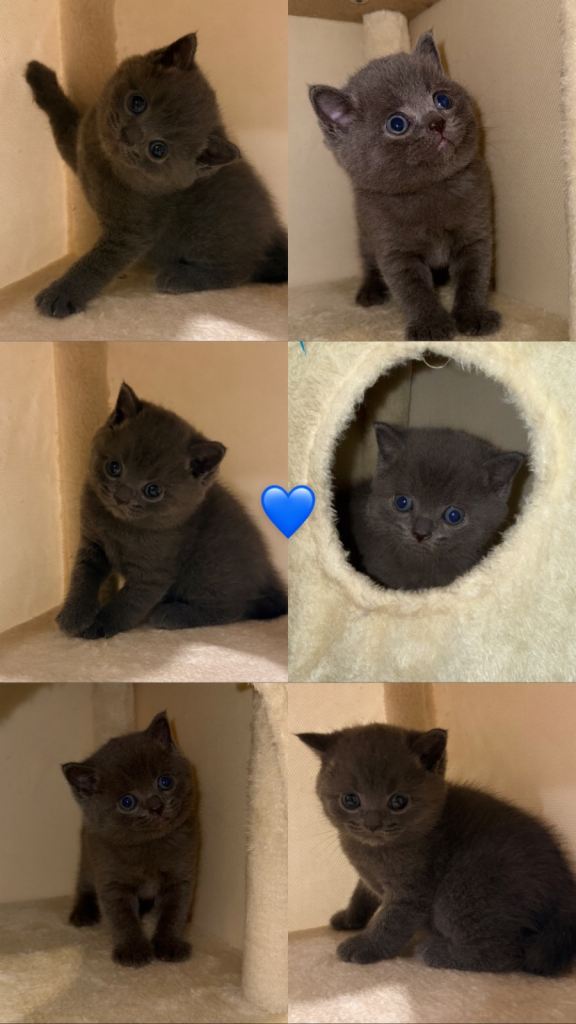 BRITISH SHORTHAIR KITTENS
