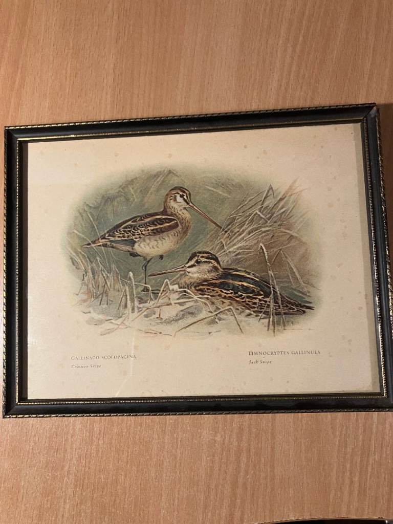 Pair of Black Gold Framed Archibald Thorburn Antique Prints