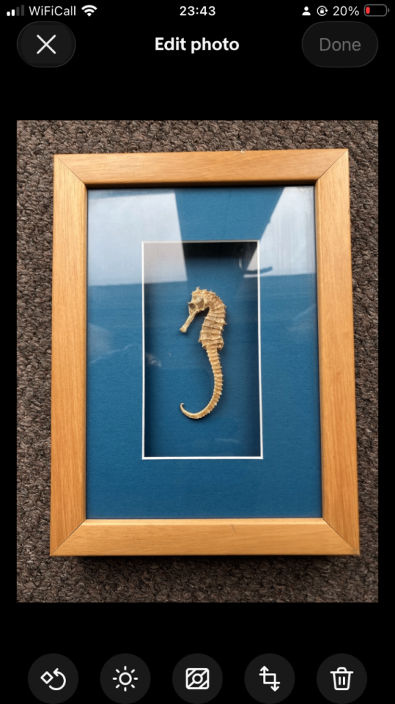 Real Hanging Framed Seahorse 