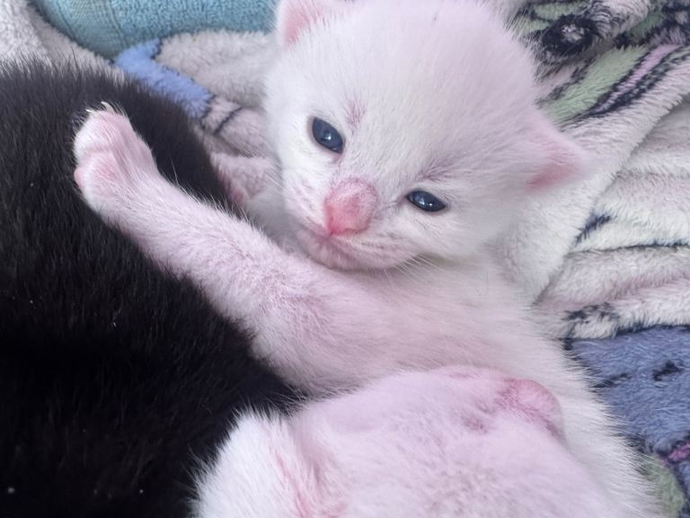 Beautiful white kittens 