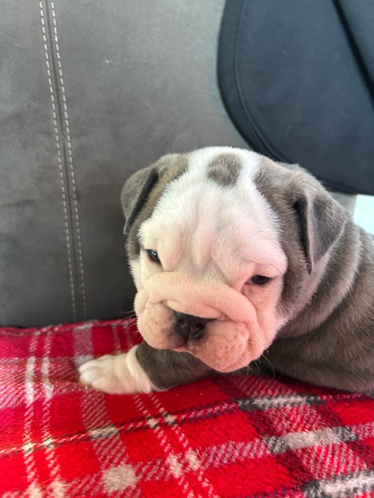 English bulldog puppy’s 