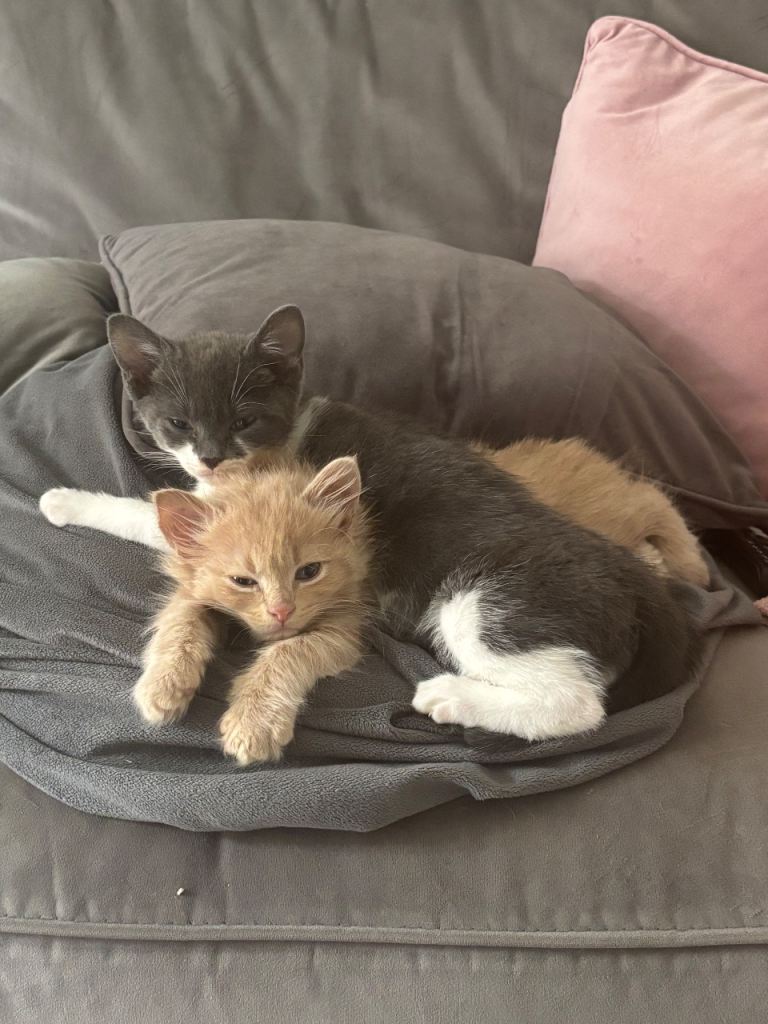 Beautiful kittens 