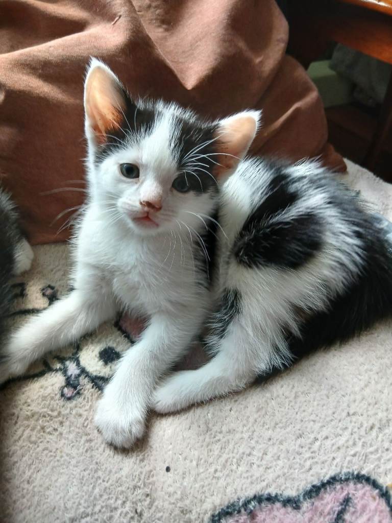 Handsome little kitten