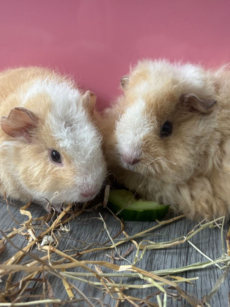 Guinea pigs 