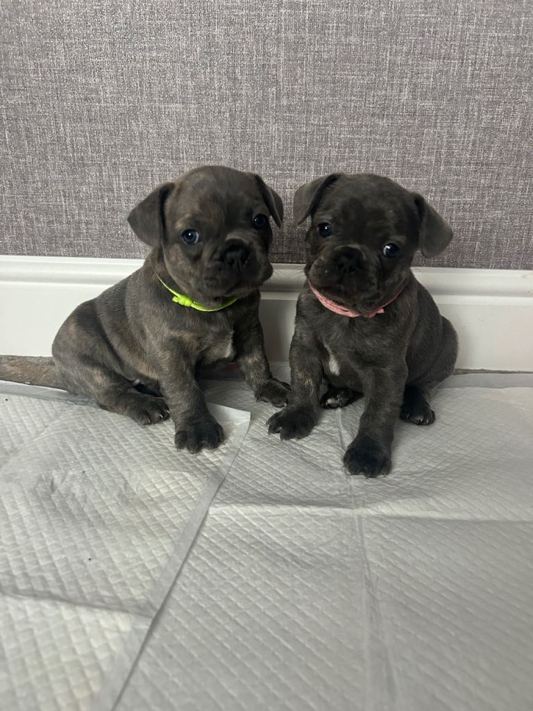 Frenchie pups 