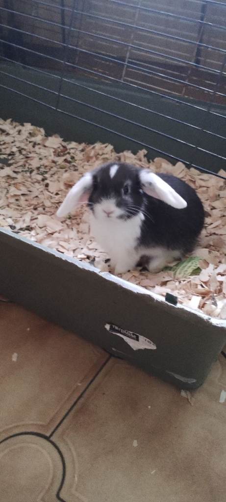 Beautiful baby lop eared bunnies for sale
