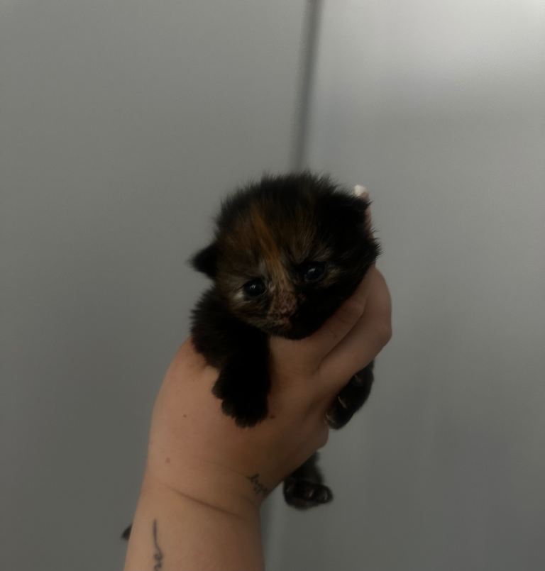 4 gorgeous kittens for sale!