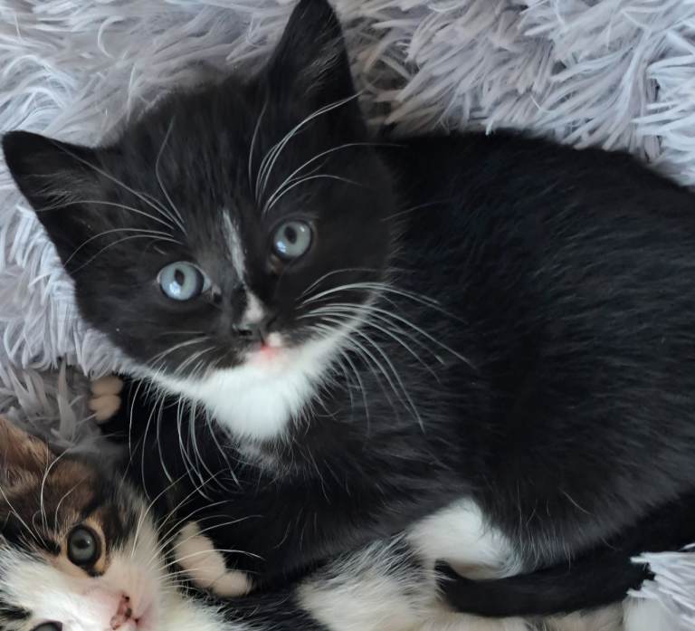 Adorable Black & White Kitten - Girl
