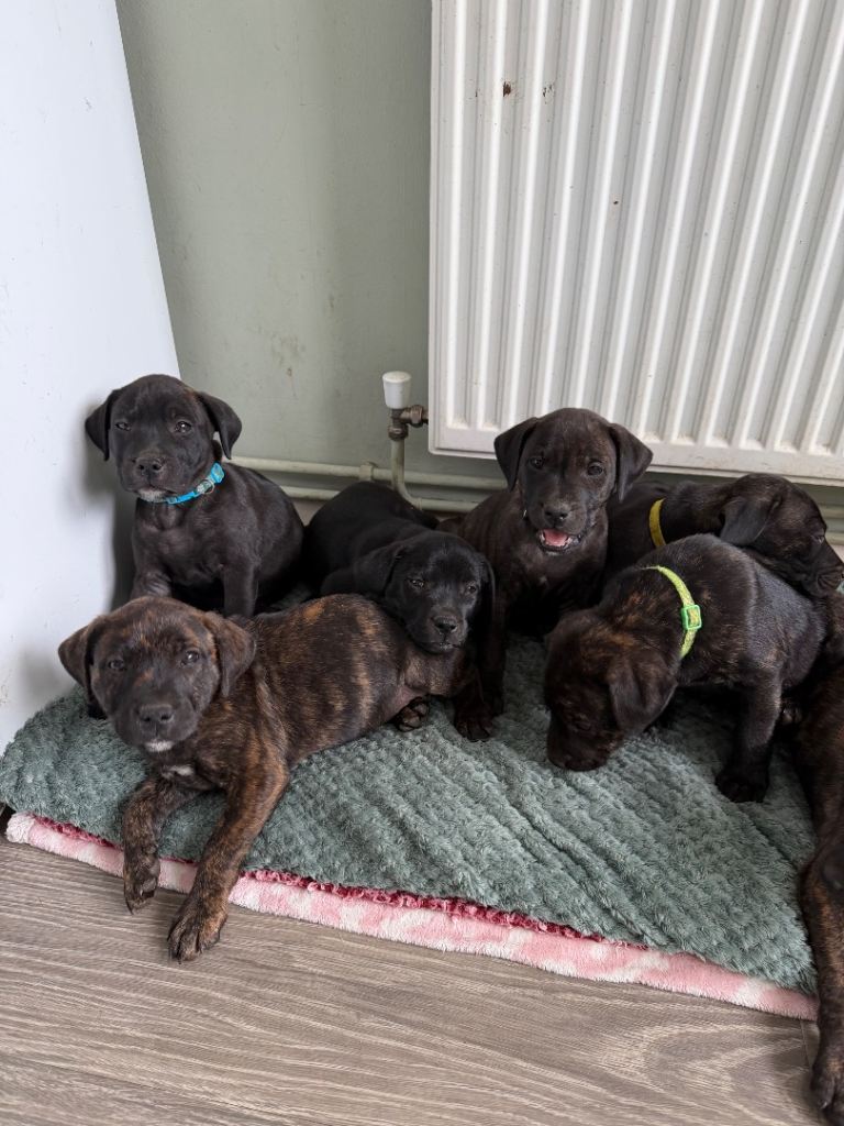 9 staff puppys * 1 BOYS 1 GIRL LEFT*