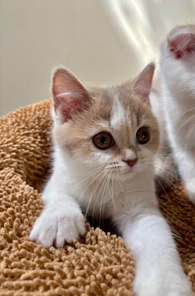 Adorable kittens