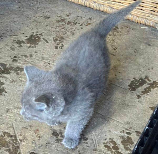 Kittens