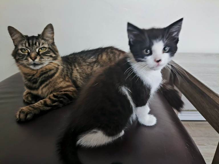 Nice kitten looking for new home