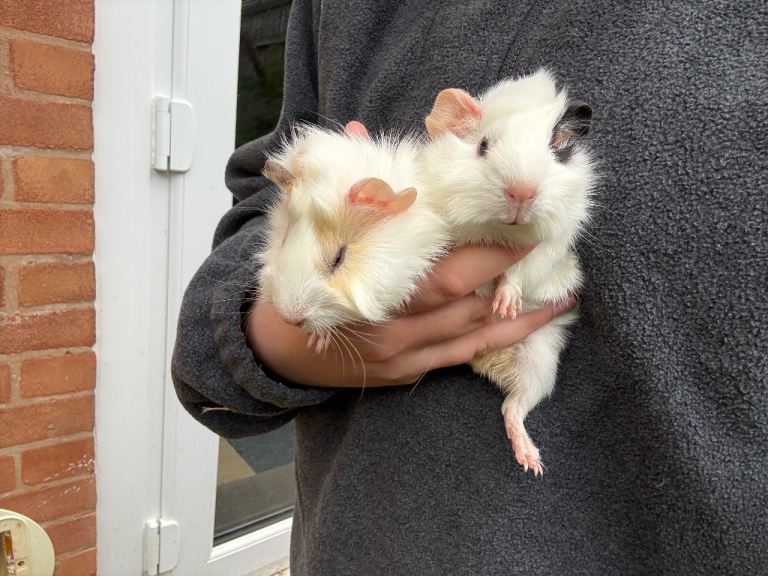Baby Guinea Pigs