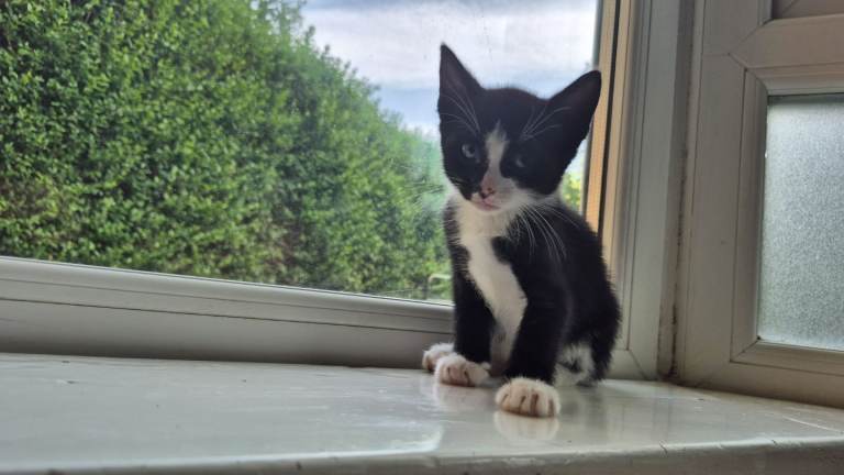 1 Beautiful male kitten ready for their forever home 🏡 