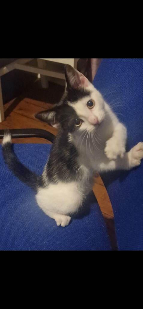 🥰Adorable black and white Kittens ❤
