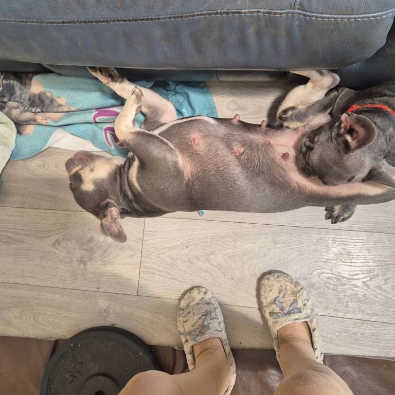 French Bulldog Puppies