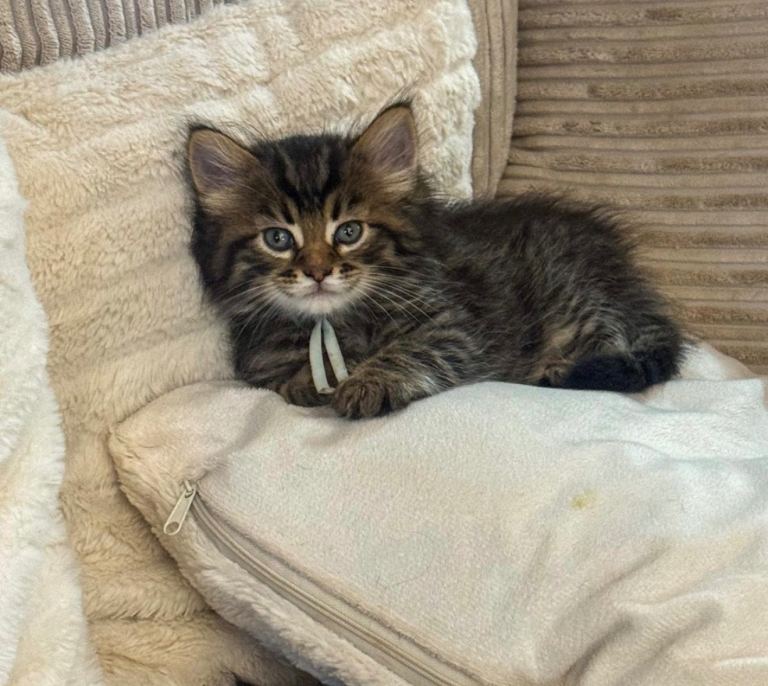 Reduced  pure breed Mainecoon kittens ready 28th September 