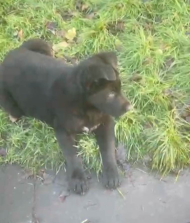 Black German shepherd puppies
