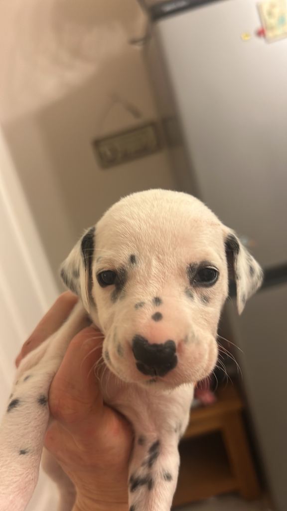 Dalmation puppy boys