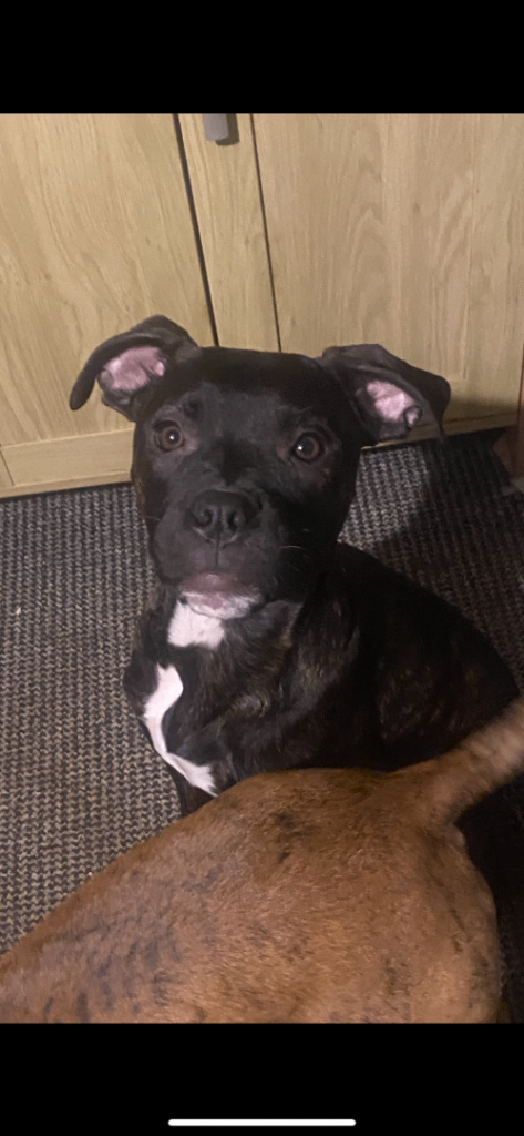 7 months old pups looking for there forever home ASAP