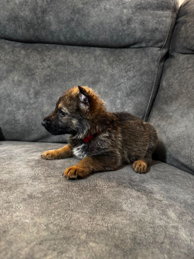 German Shepherd Puppies (Girl and Boy) for sale) Ready to go in 2 weeks
