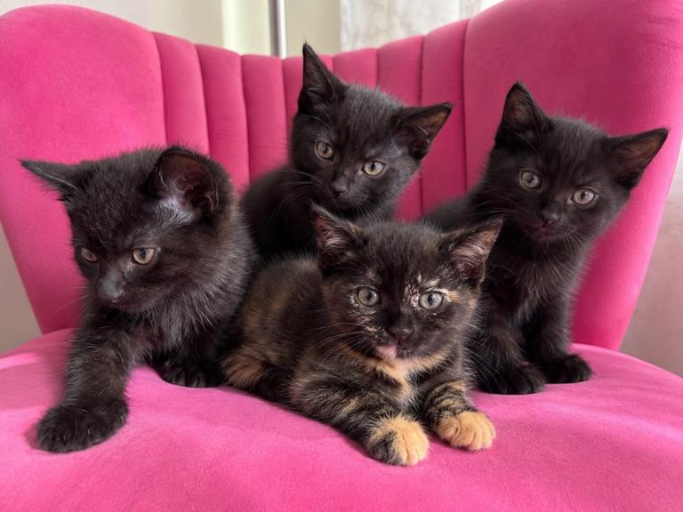 3 black boys 1 tabby girl ready to go now 