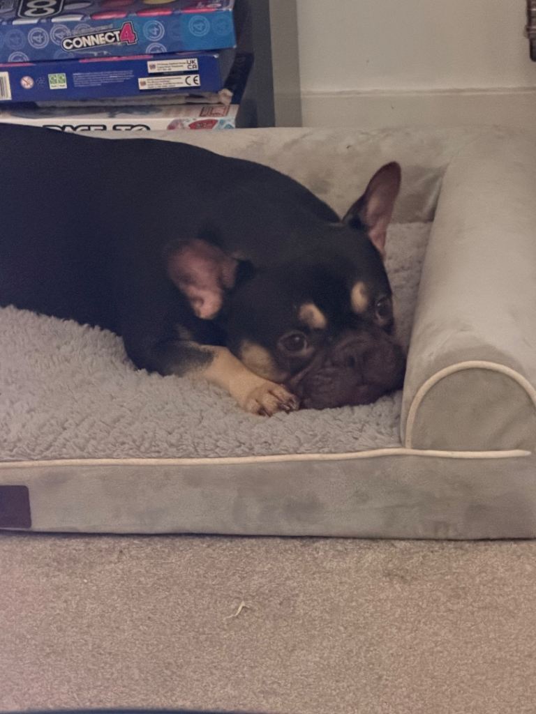 🐾 Rocco – Loving & Playful French Bulldog Looking for His Forever Home 🐾