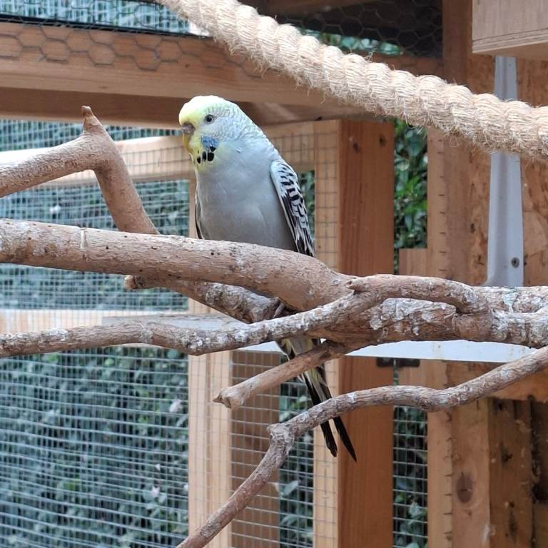 Budgies for sale 