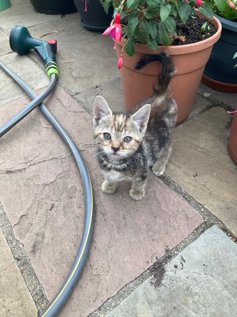 Kittens for sale