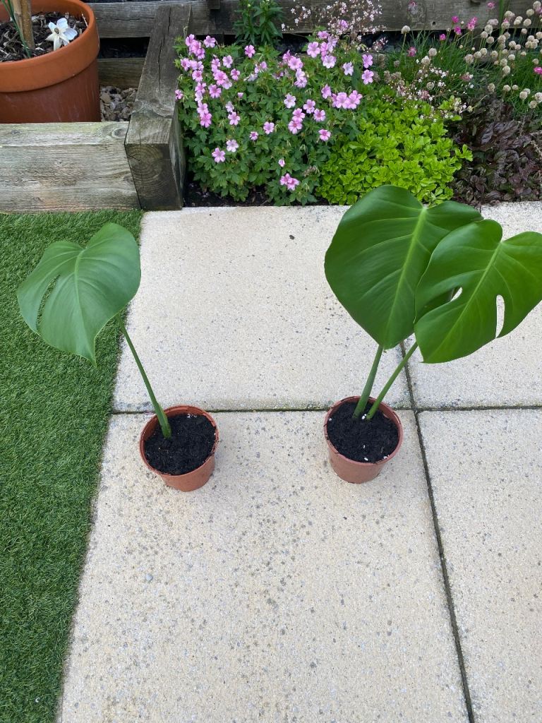 Monstera House plant 