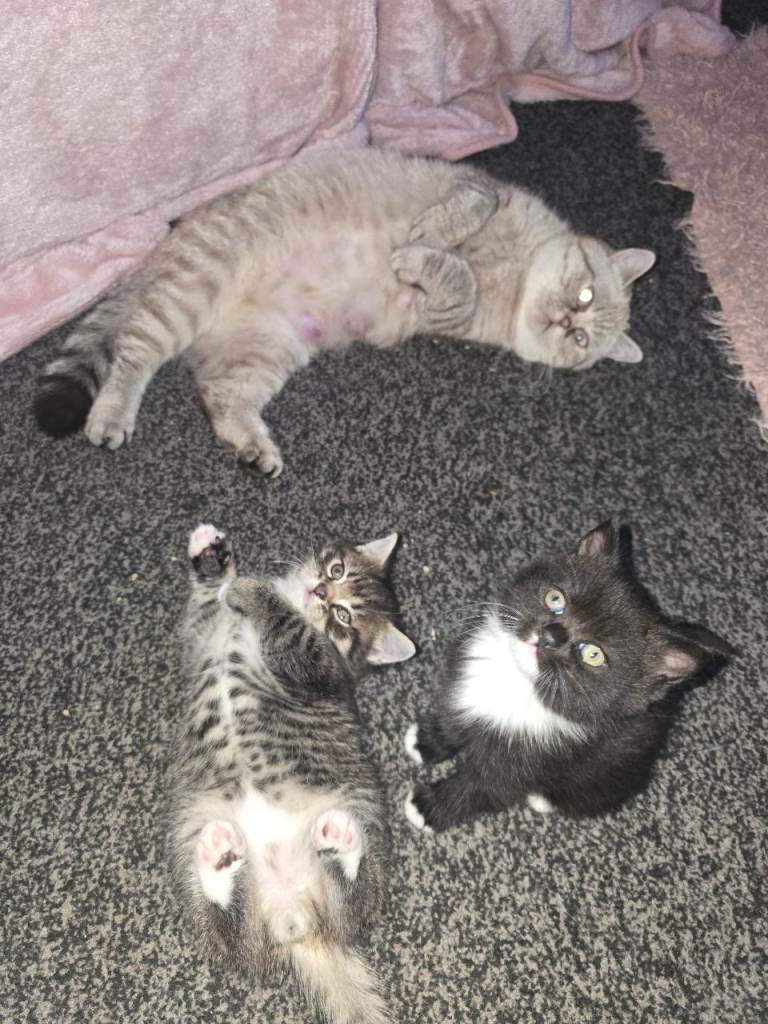 ✨ Exotic Shorthair x Maine Coon Kittens Ready for Their Forever Homes ✨