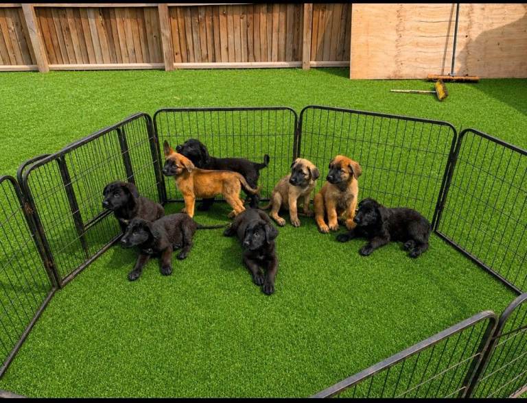German shepherd x cane corso puppies