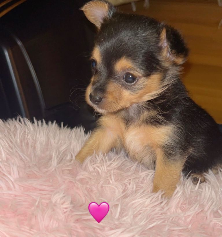 beautiful Yorkshire terrier X puppies 