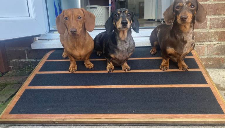 Dog/Pet Ramp for Dog Flap