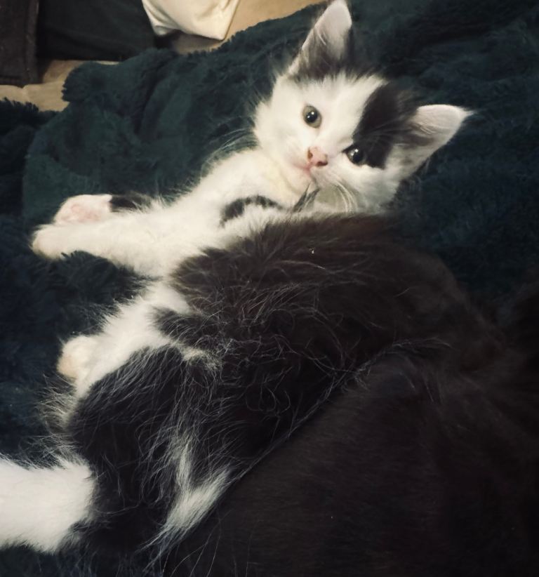 Title: Maine Coon Cross Domestic Short Hair Kitten – Healthy & Playful Boy🐾🐾❤️