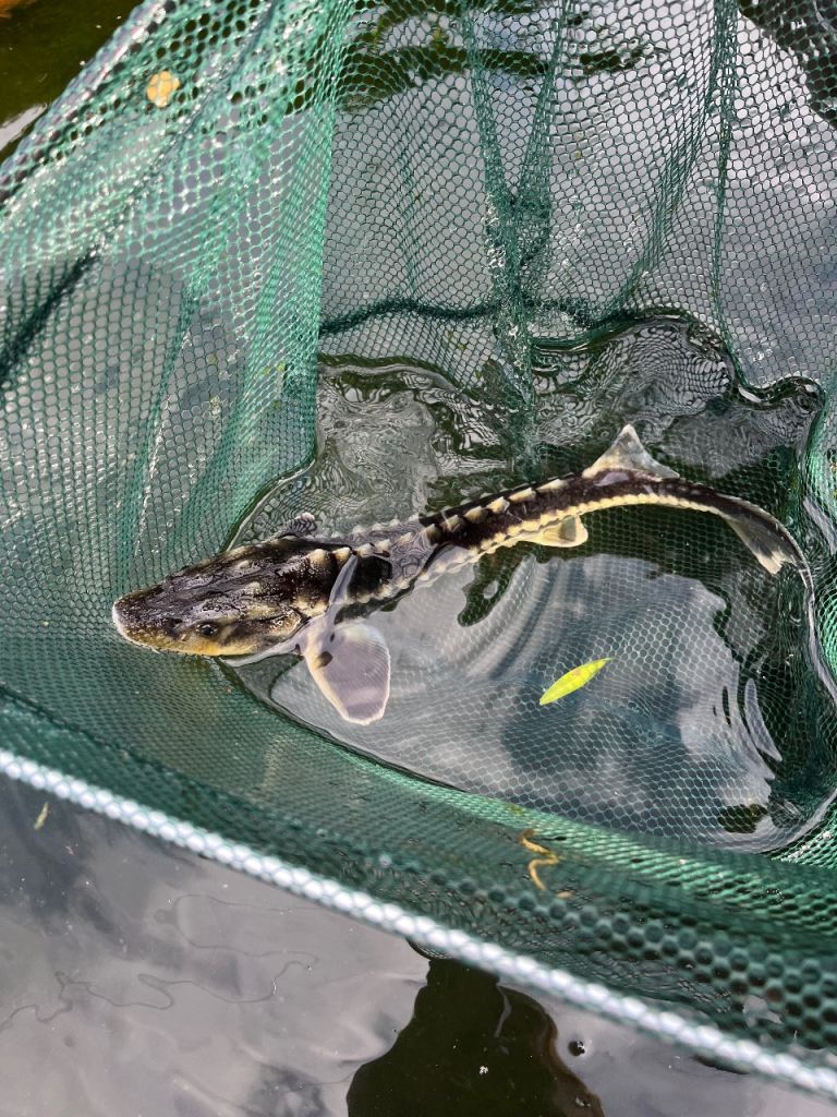 Diamond back Sturgeon for sale 