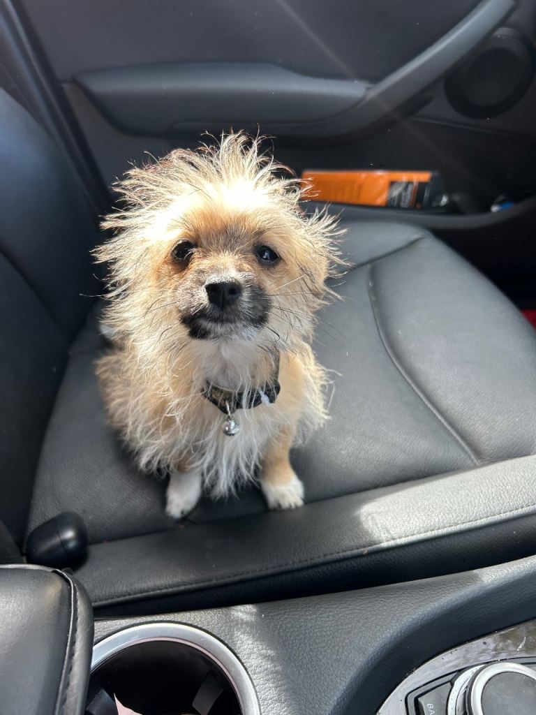 German spitz x maltese