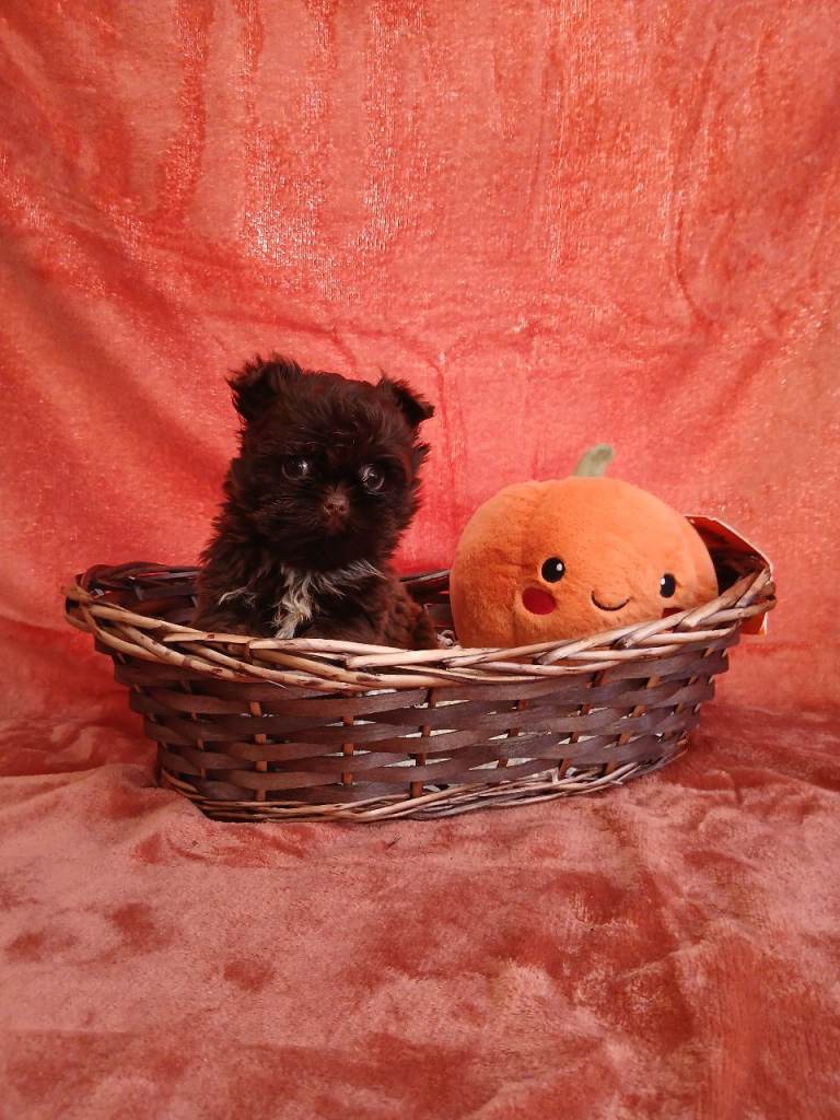 Shih tzu x poodle