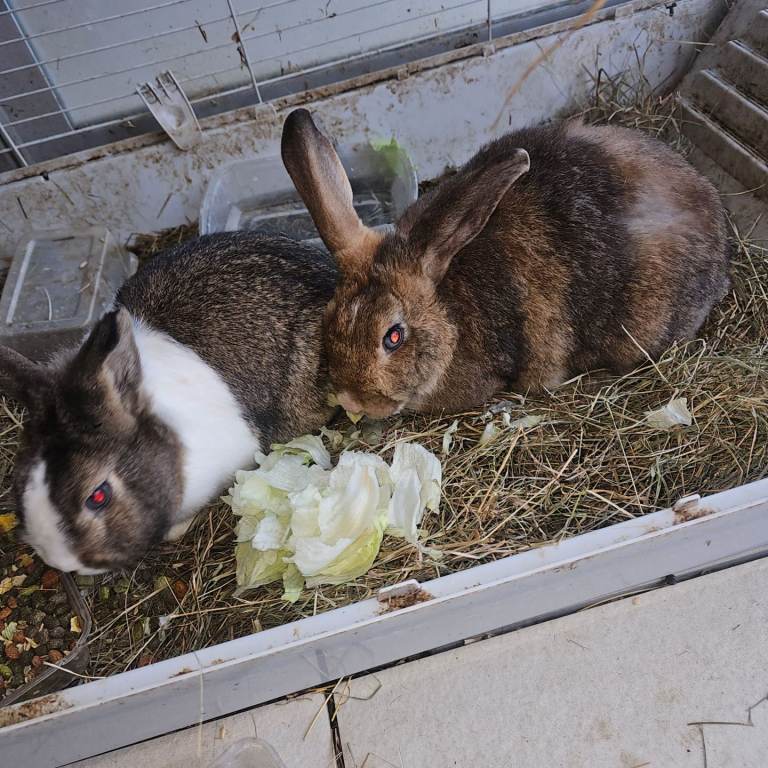 2 rabbits for sale. Older female no babies.